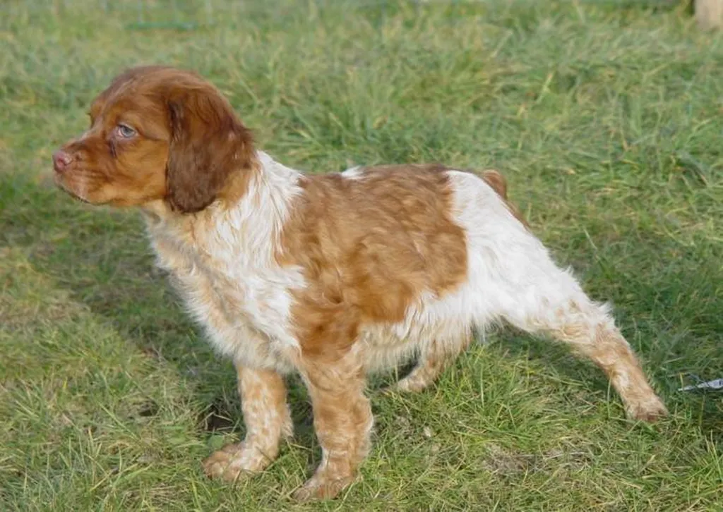 EPAGNEUL BRETON  CHIOTS L.O.F. à Avignon