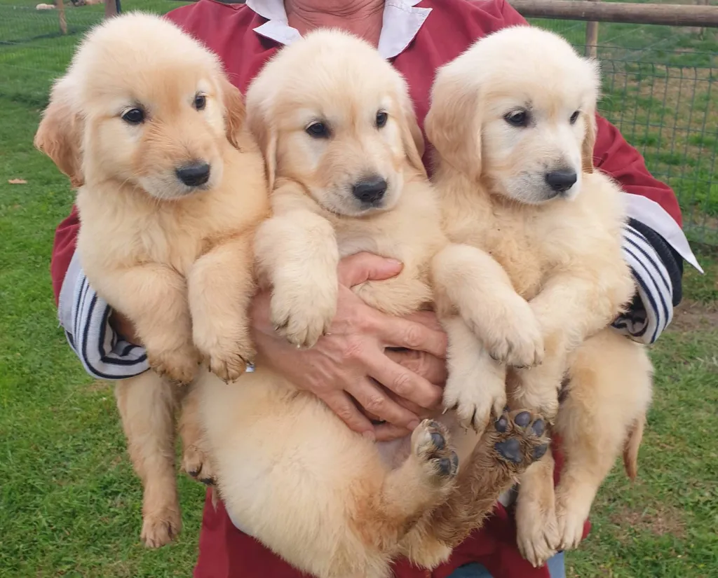 CHIOT INSCRIT AU LOF MALE ET FEMELLE GOLDEN RETRIEVER A AVIGNON DANS LE VAUCLUSE REGION PACA