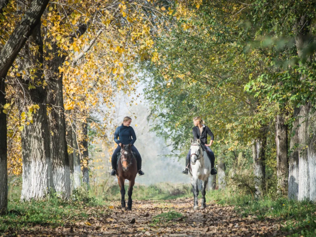 Stage équitation 