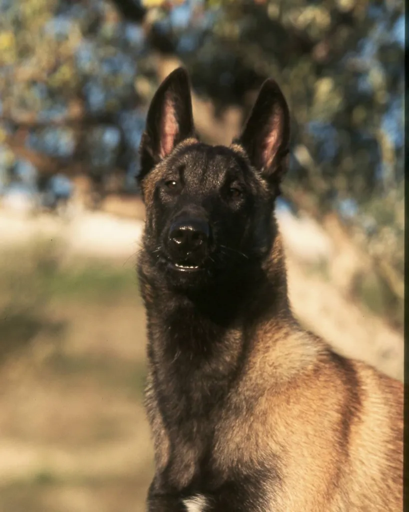 Vente de chien de race Lof Berger malinois Paca Vaucluse