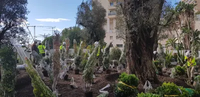 Plantation des arbustes à Monaco