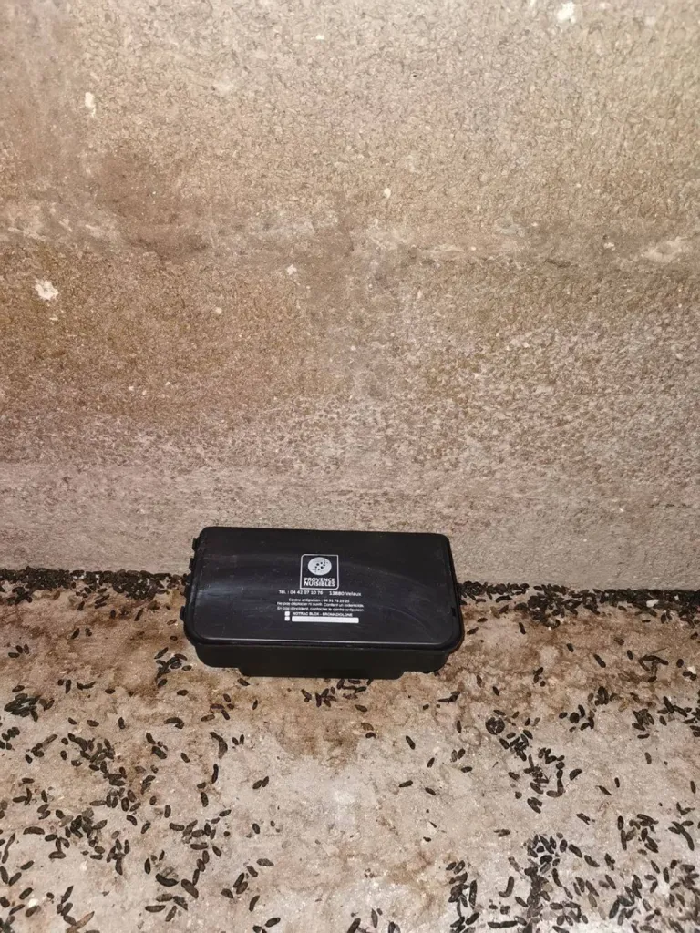 tuer les rats dans une cave à istres