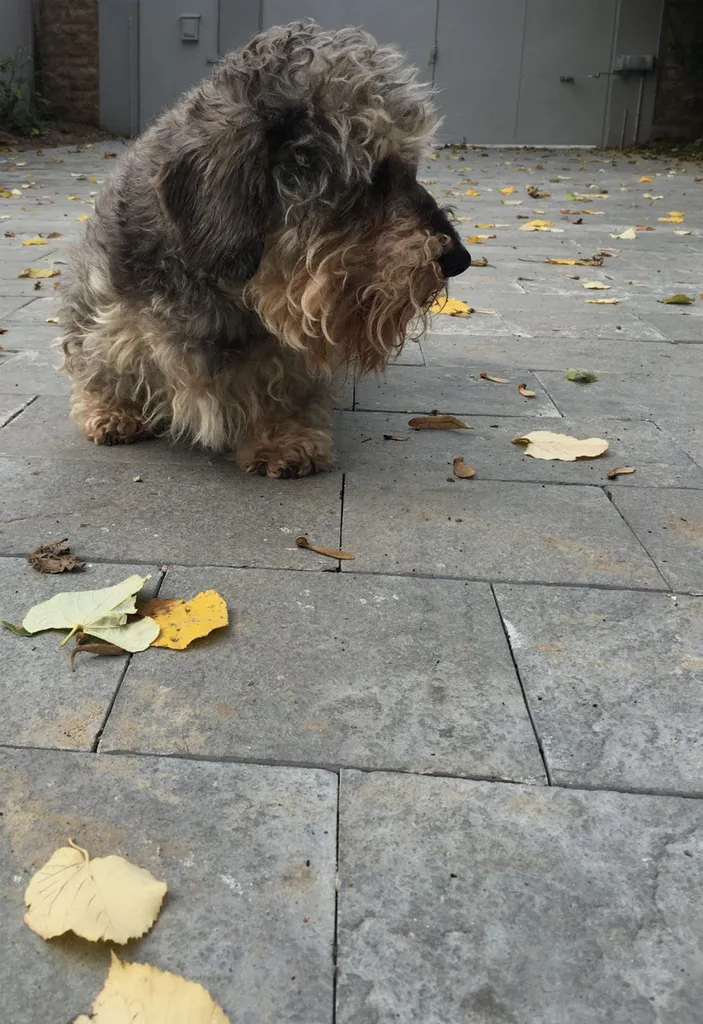 Forest Grey : pierre naturelle en schiste pakistanais aux nuances grises, bronze et vertes pour intérieur et extérieur