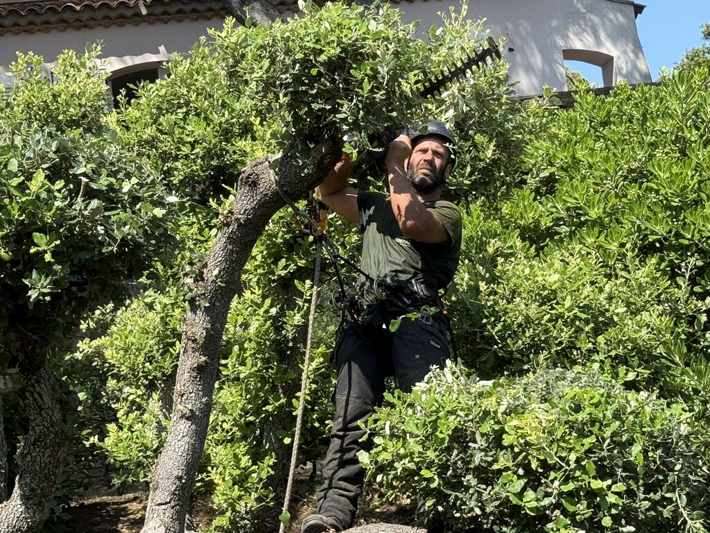 Taille en topiaire – entretien des chênes verts à Hyères