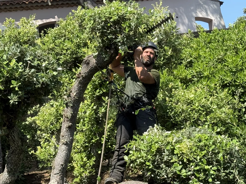 Taille en topiaire – entretien des chênes verts à Hyères