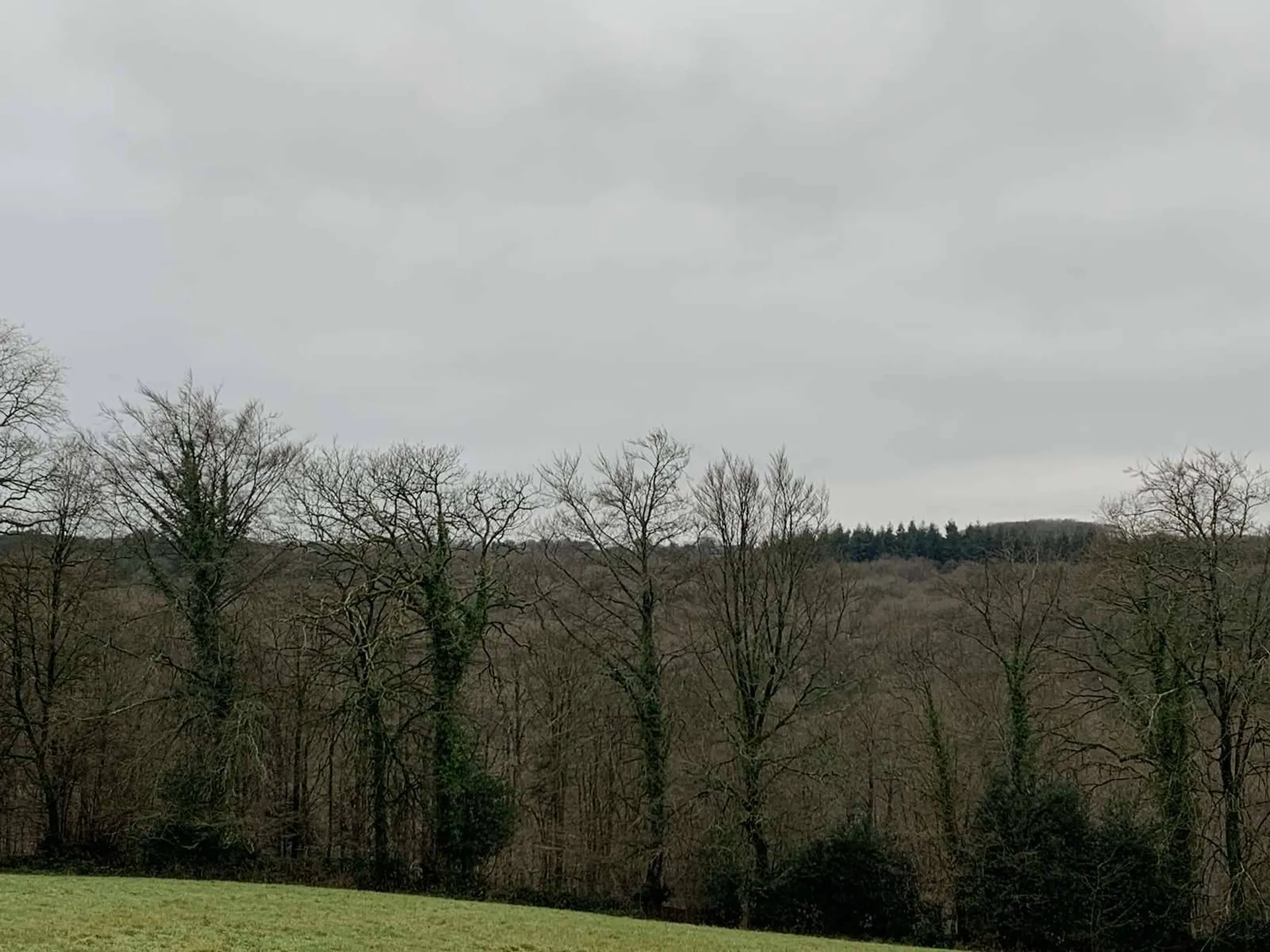 Région SOURDEVAL (MANCHE) Parcelles d'herbage et bois taillis sur 9 HA 10 A