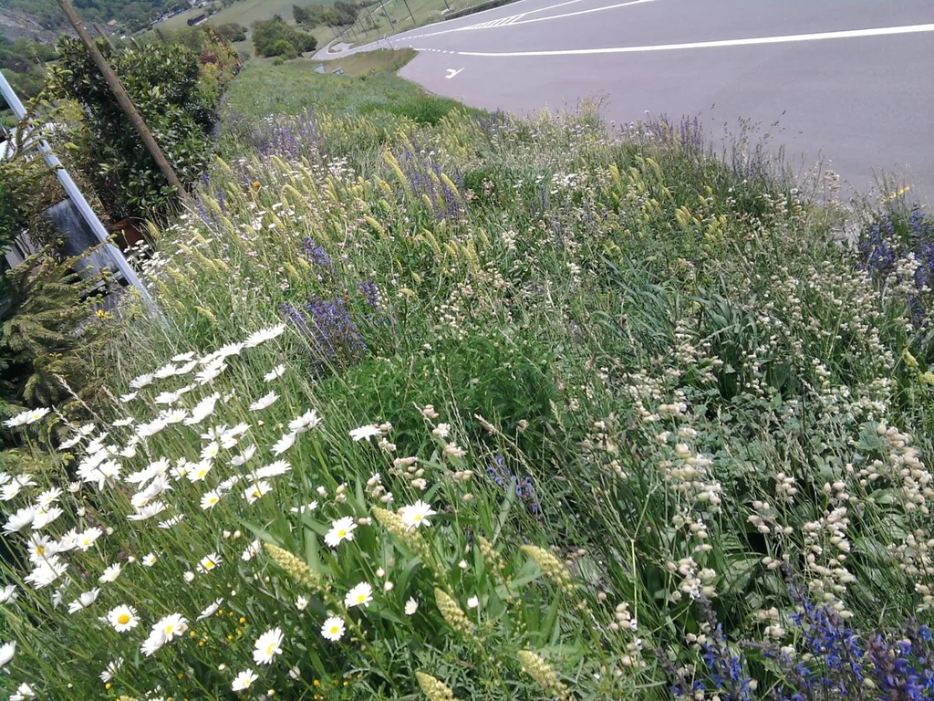 Comment faire pour créer et entretenir une prairie fleurie dans mon jardin situé dans les Landes