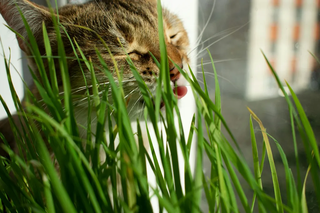 herbe-a-chat-eguilles