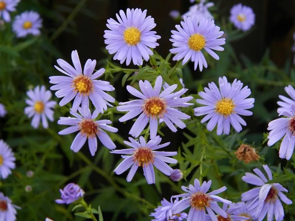 Trouver de belles plantes fleuries sur aix en provence