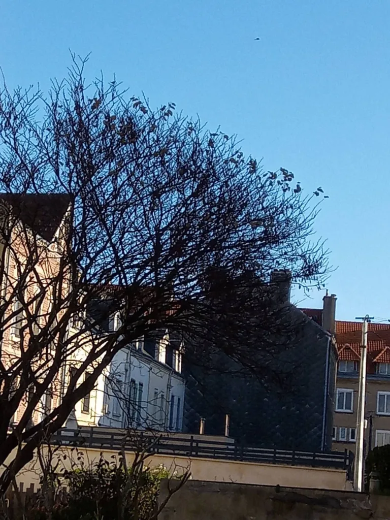 Paysagiste pour la taille d'un petit arbre à fleurs sur Le Havre 76
