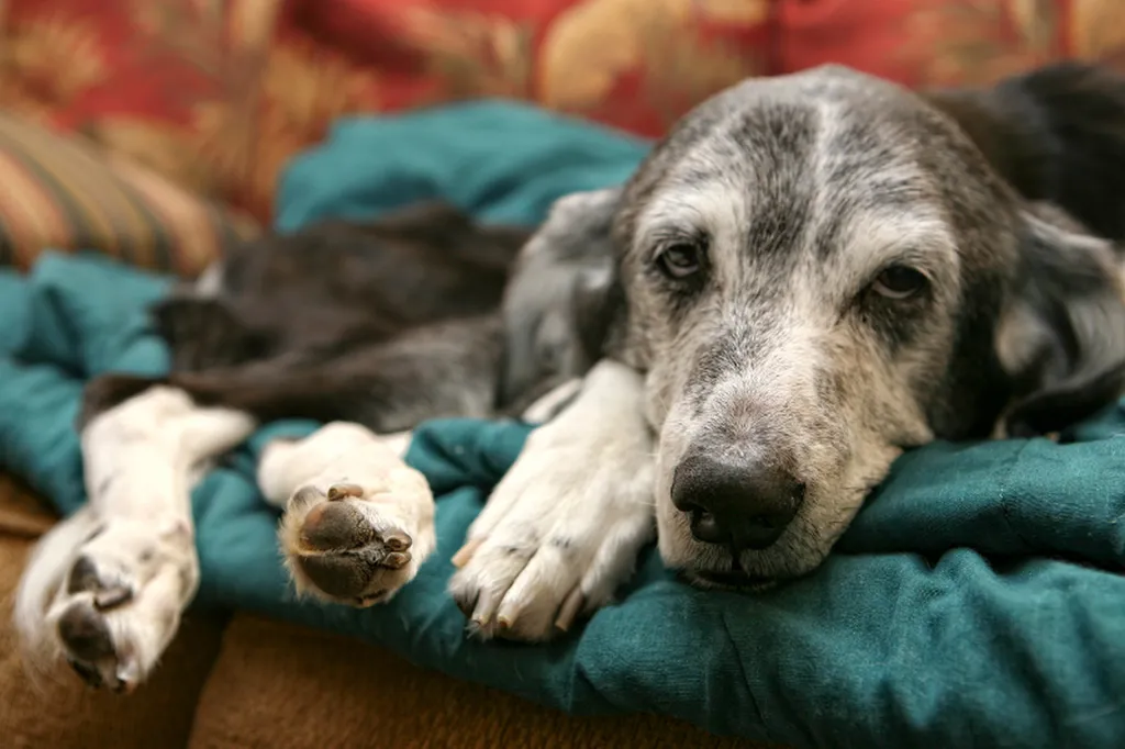 À Rouen, Valérie Guillet vous aide à traverser l’euthanasie d’un chien grâce à la constellation animale intuitive, avec clarté et douceur.