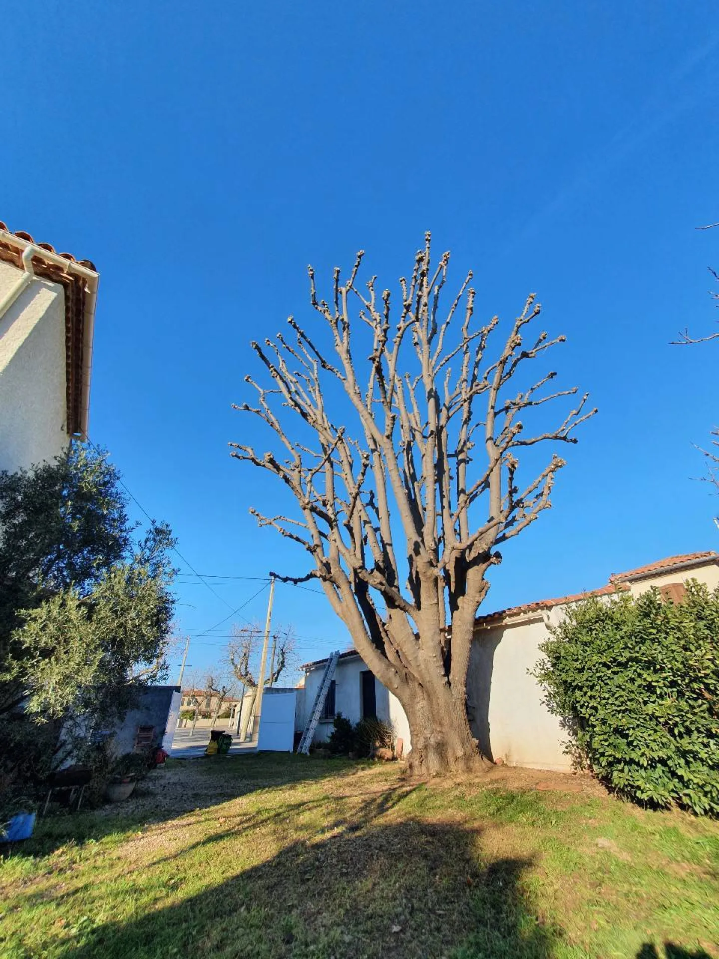 Technique d elagage d arbres