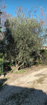 Tailles haie et Oliviers dans le 12ème à Marseille. 