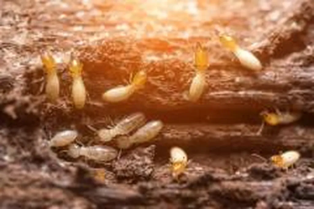 Traitement des bois contre les xylophages, thermites ..