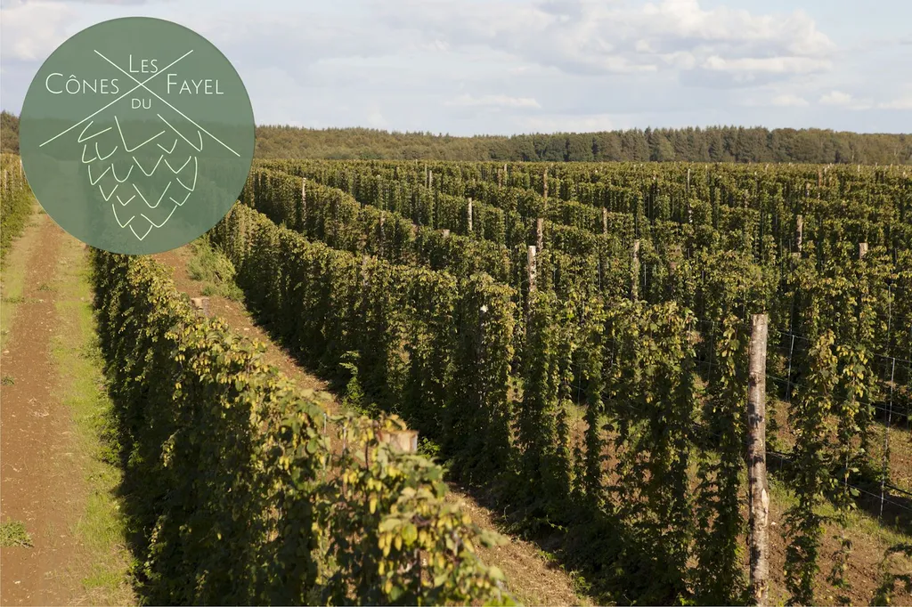 FRESH HOP : Bière de récolte