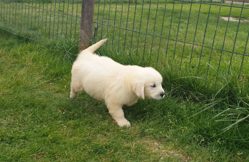 Acheter un chiot de race GOLDEN RETRIEVER chez un professionnel de l'élevage dans le Vaucluse.