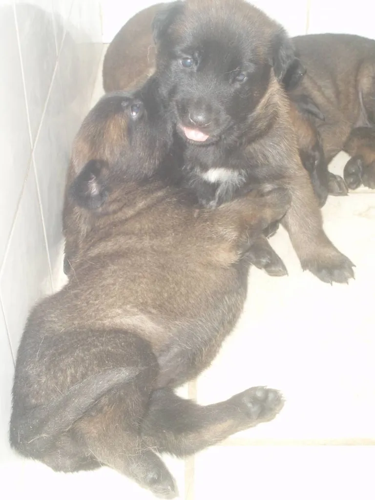 Vente de chiots de race BERGER BELGE MALINOIS inscrit au LOF