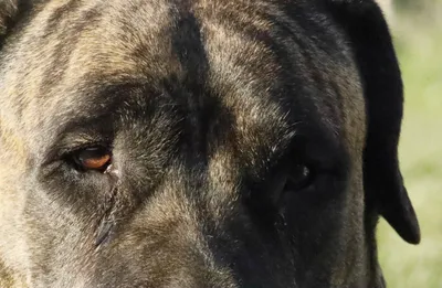 chien déprimé et triste 