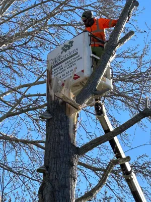 Abattage d’un arbre dangereux dans les Bouches du Rhône