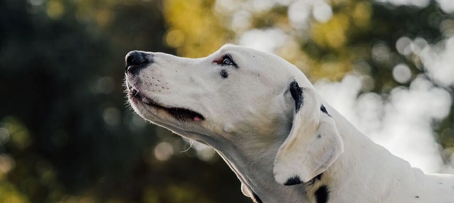 Centre d'éducation canine dans le respect et la bienveillance 