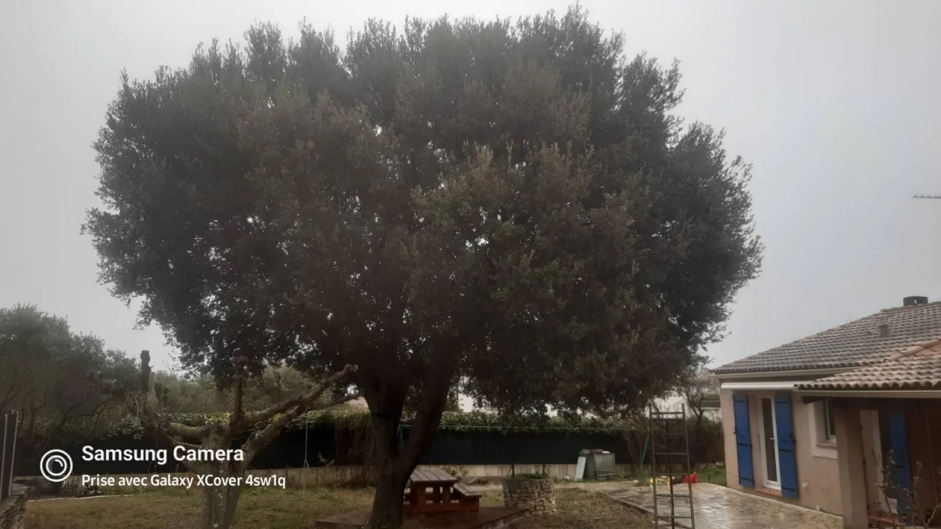 Chantiers de taille de chenes vert et blancs et de cypres Bouches du Rhone Chantiers de taille de chenes vert et blancs et de cypres Bouches du Rhone