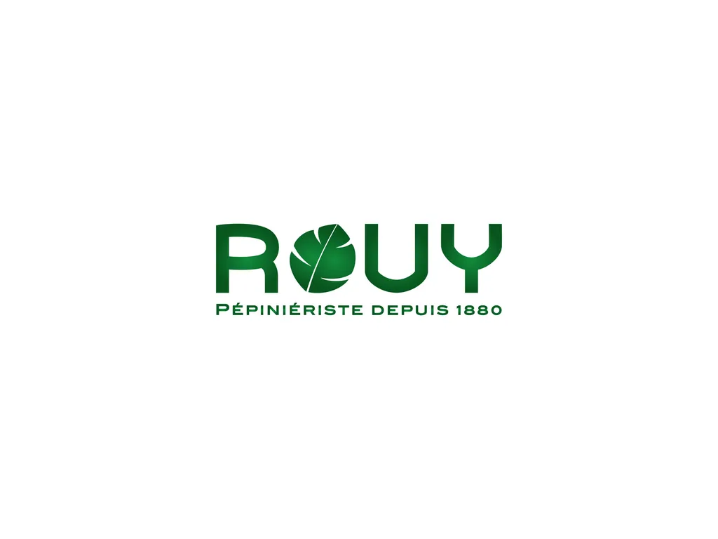Achat de Cyprès d'Italie en Gros  producteur local en Région PACA