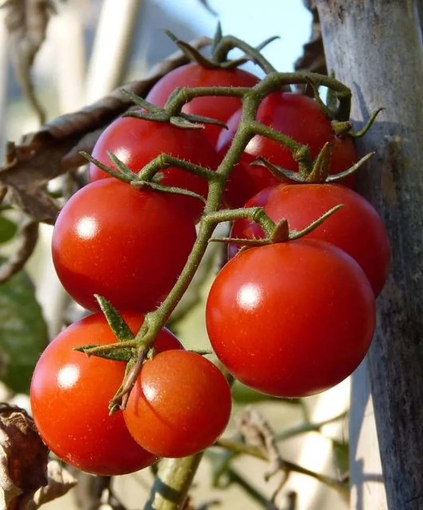 Livraison en point relais à Marseille de Tomates grappes produites en Provence