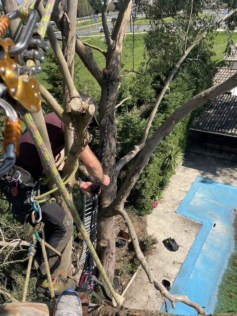 Pose de hauban sur arbre 
