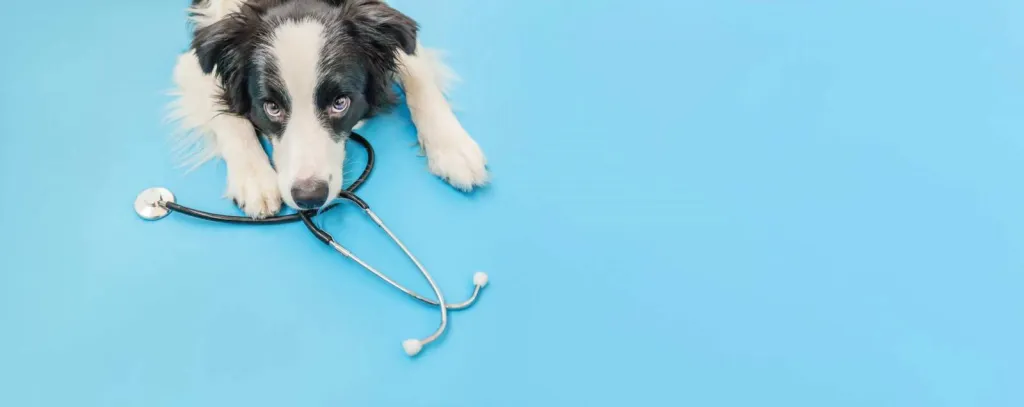 TARIFS ACTES VETERINAIRES POUR CHIEN AU CABINET LES PATTOUNES A TOULON