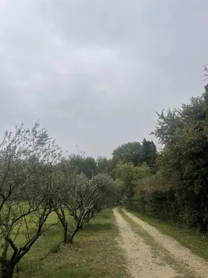 Entreprise professionnelle en taille d'oliviers près d'Aix-en-Provence et ses alentours, assurant des arbres robustes et bien entretenus pour un rendement optimal.