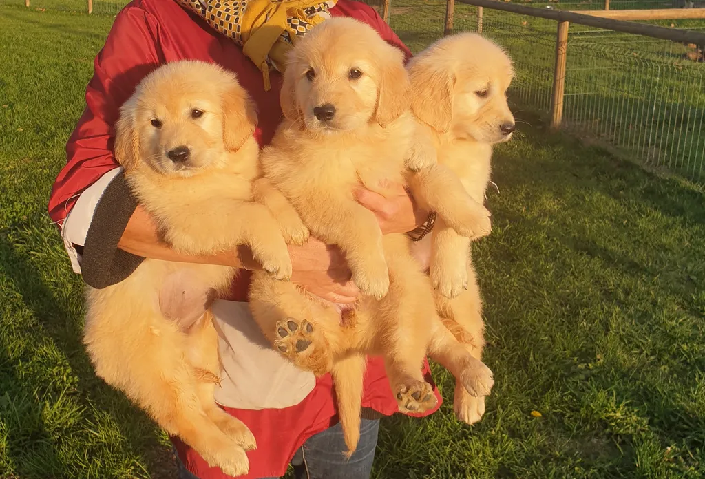 Golden Retriever LOF : Ambre x Snipper née le 15 août 2026