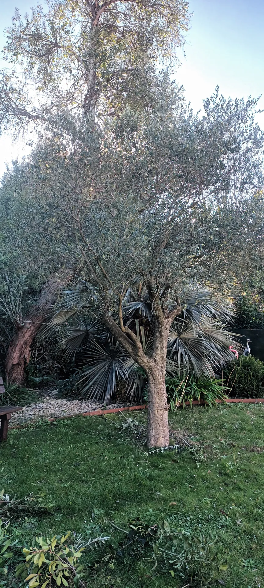 Tailles haie et Oliviers dans le 12ème à Marseille. 