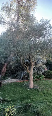 Tailles haie et Oliviers dans le 12ème à Marseille. 