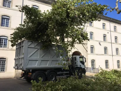 Elagage de platanes à Avignon (84), réalisé par notre équipe d'élagueurs grimpeurs experts