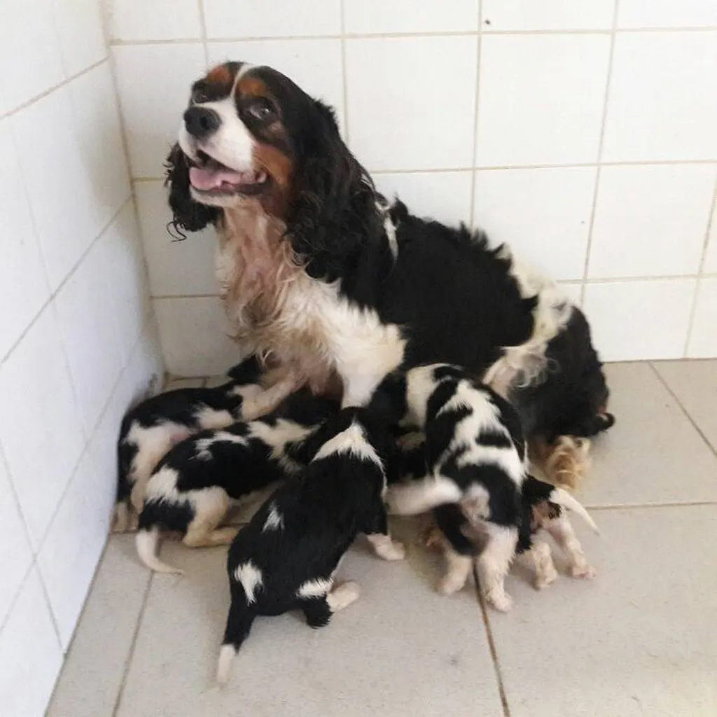 Achat de Chiots Cavalier King Charles L.O.F à Avignon
