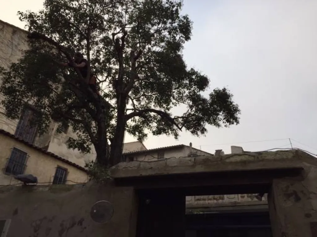 Notre zone d'activité pour ce serviceDevis taille de haie par jardinier