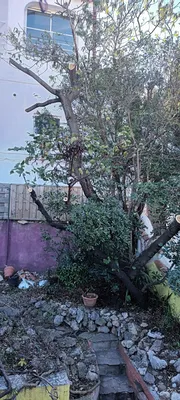 Défrichage pour travaux. 