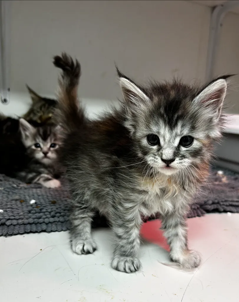 CHATONS MALES ET FEMELLE MAINE COON A ACHETER INSCRIT AU LOOF DANS LE VAUCLUSE