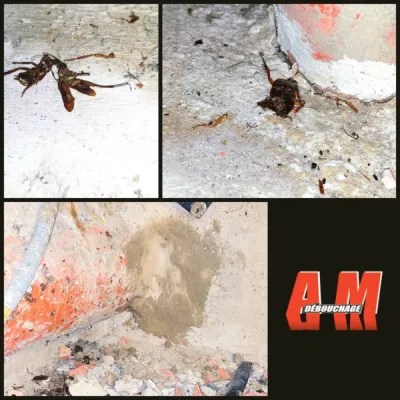 désinsectisation d'un magasin