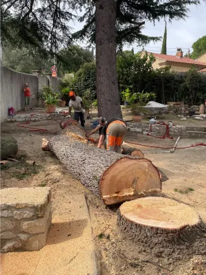Abattage d'un cèdre dangereux par démontage dans le Gard