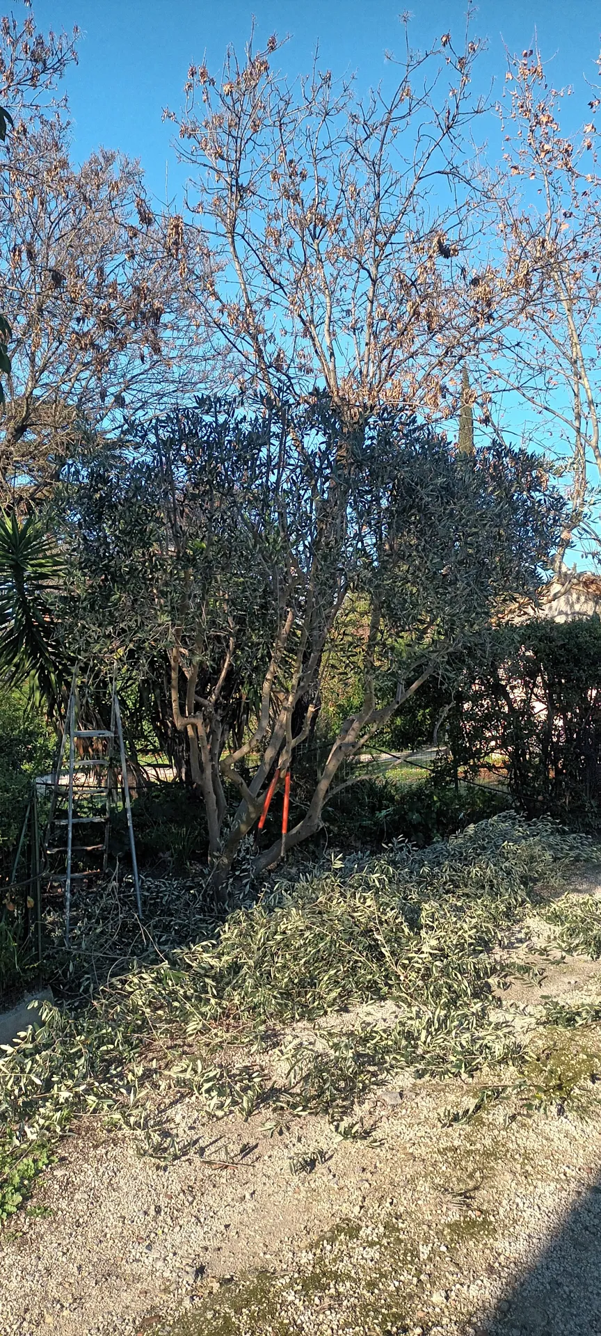 Tailles haie et Oliviers dans le 12ème à Marseille. 