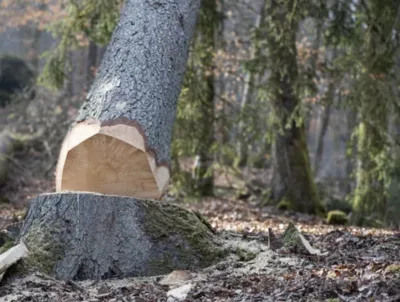Abattage d’arbres dans le Vaucluse (84)
