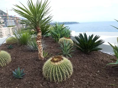 Massifs plantes cactus à Monaco