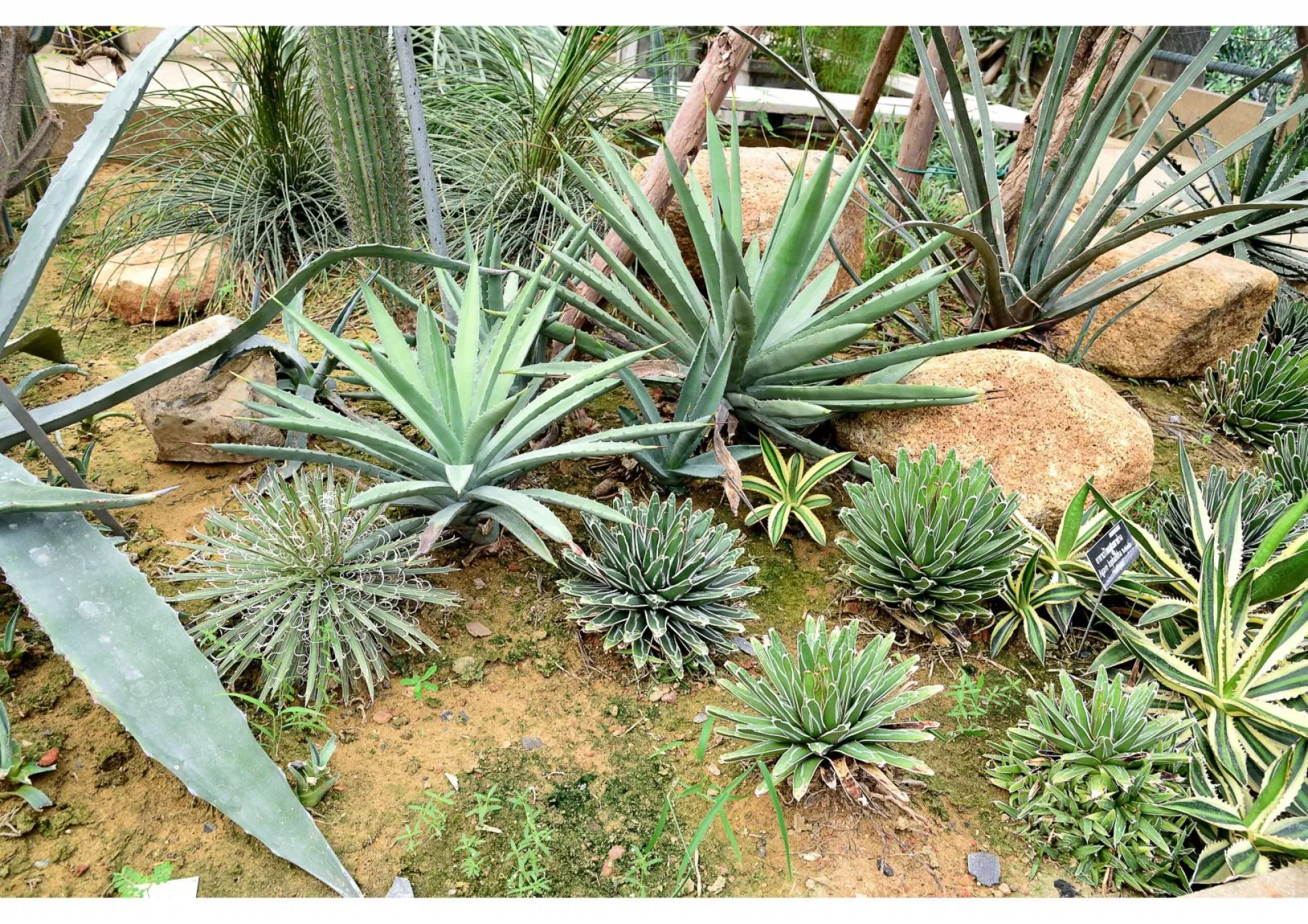 Aménagement d’un petit jardin méditerranéen dans les Bouches du Rhône (13)