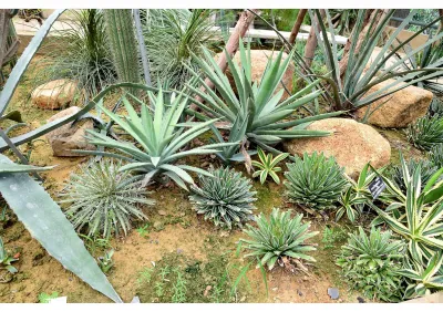 Aménagement d’un petit jardin méditerranéen dans les Bouches du Rhône (13)