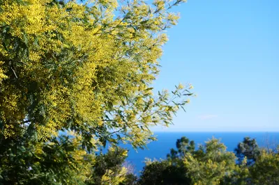 Expertise immobilière Cassis avec vue mer