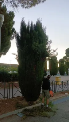 Cyprès d’une entreprise dans le Gard avant leur taille par un paysagiste d'Avignon