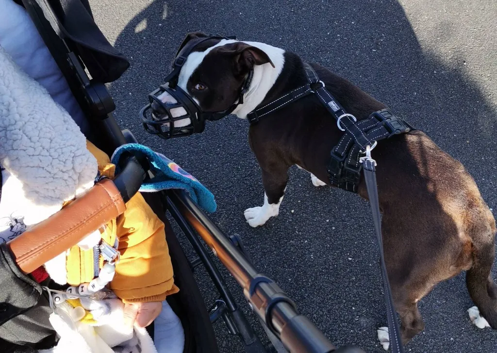 permis pour chien de categorie la teste 