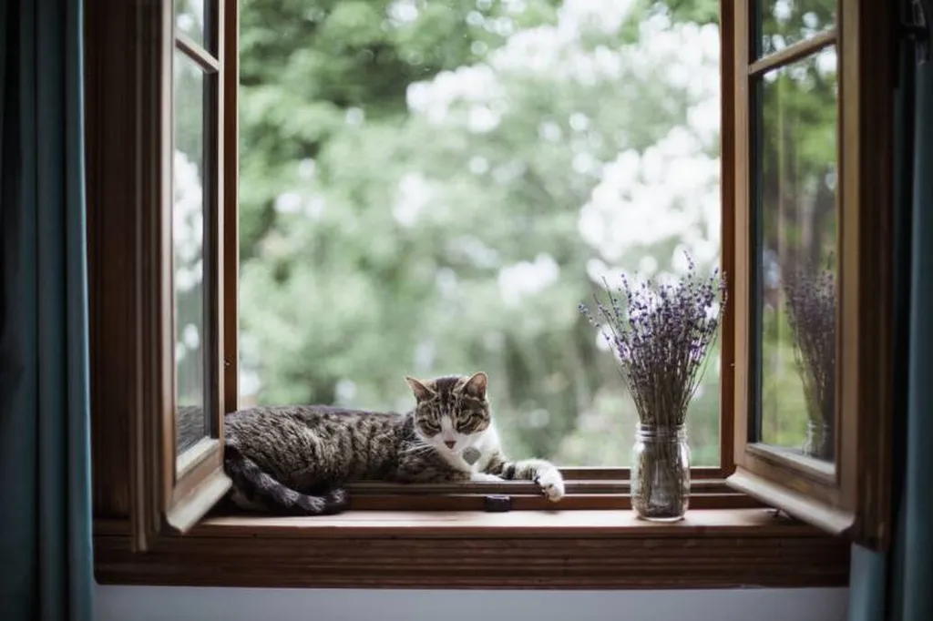 Devis remplacement de fenêtres en bois à Lyon 6