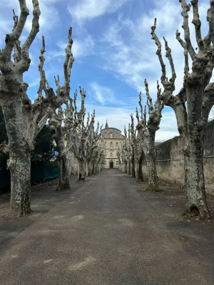 Taille et élagage d’arbres du monastère de Tarascon dans le 13